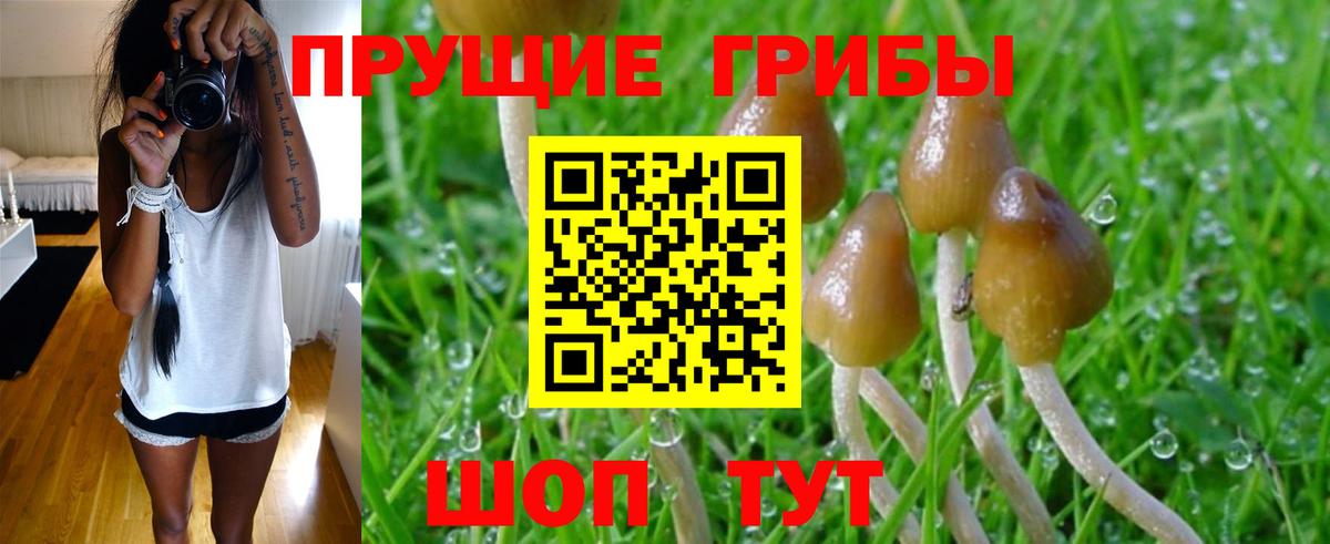 Псилоцибиновые грибы прущие грибы Карабулак